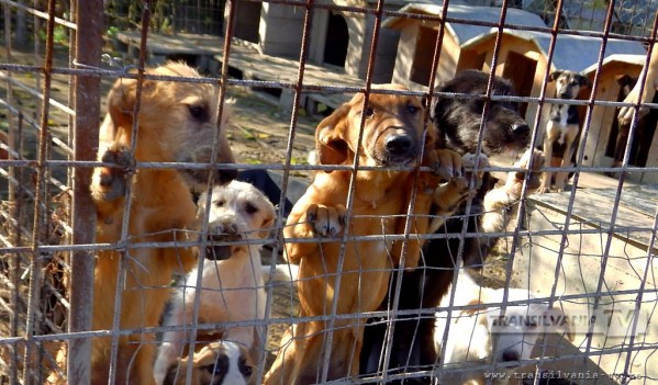 Gherla: Sterilizare gratuită a câinilor cu și fără stăpân Gherla: Sterilizare gratuită a câinilor cu și fără stăpân