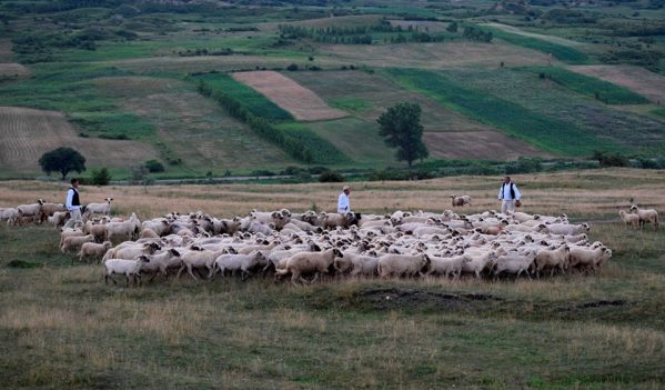Obiceiul pastoral ,,Împreunatu’ oilor”, reînviat de grupul ,,Tradiții Ormănene” Obiceiul pastoral ,,Împreunatu’ oilor”, reînviat de grupul ,,Tradiții Ormănene”